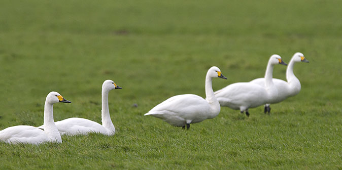 Kleine zwaan